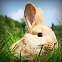 /album/cabastomi/photolia-a03-jpg/